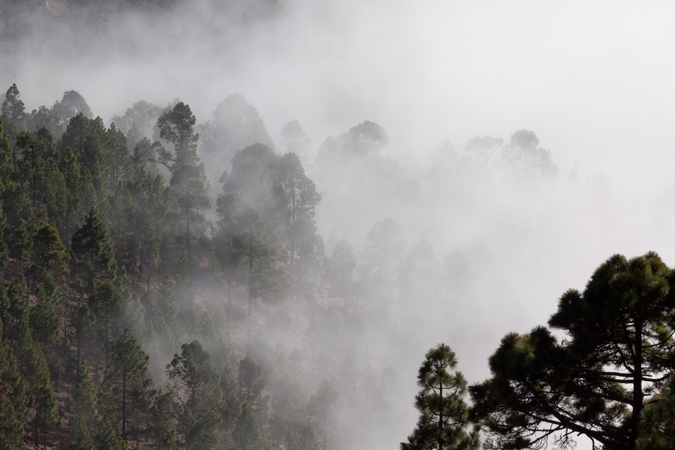 显示森林覆盖在雾中的人 Person Showing Forest Covered in Fog