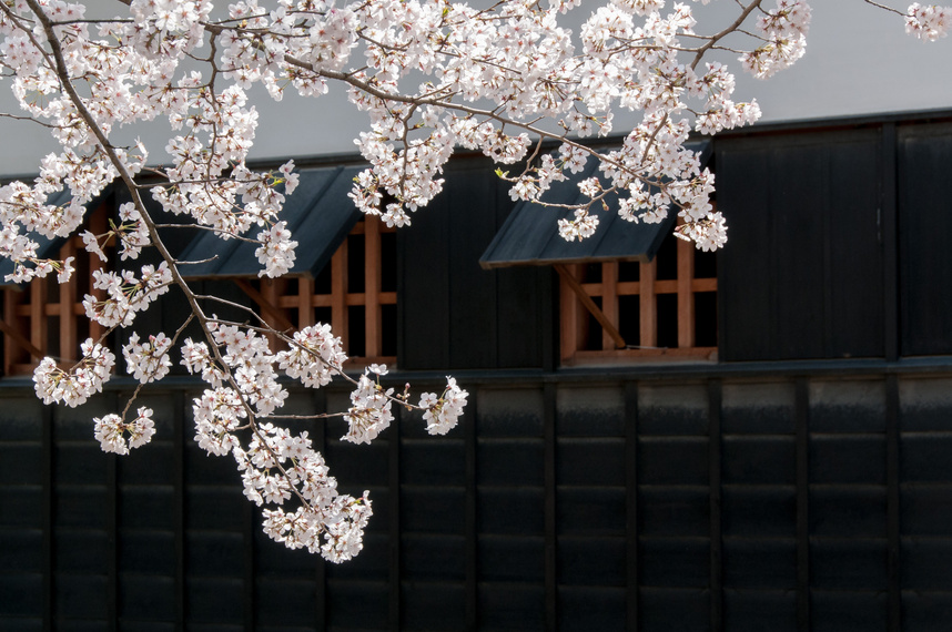 Close View Of Cherry Blossoms With Black Japanese House In The Background