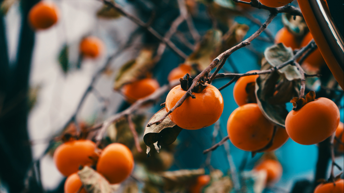 Persimmons Hanging on Tree Branches 