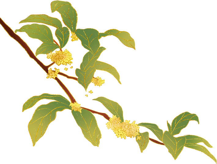 中国风描边手绘中秋节桂花