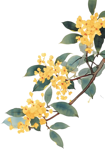 水墨风花卉插画-桂花