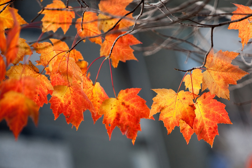 Maple leaves