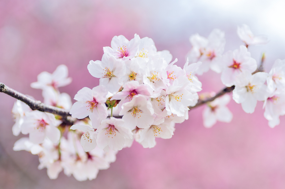 A Bunch of White Flowers