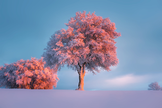 Snow Capped Trees