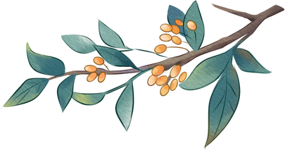 重阳节古风水墨插画-茱萸